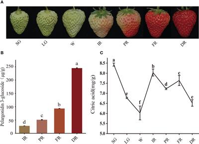 FaGAPC2/FaPKc2.2 and FaPEPCK reveal differential citric acid metabolism regulation in late development of strawberry fruit